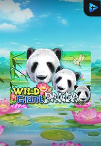 Wild Giant Panda